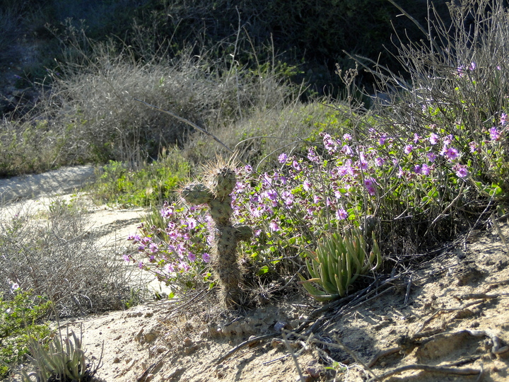 desert flowers