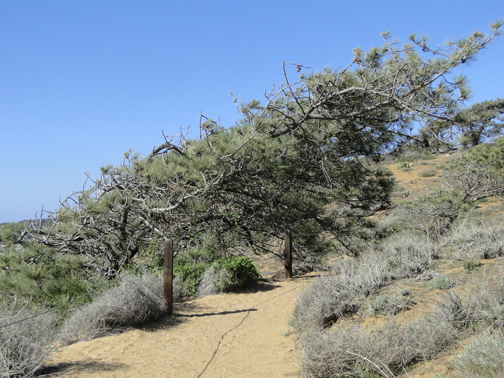 torrey pine