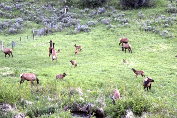 elk in Colorado