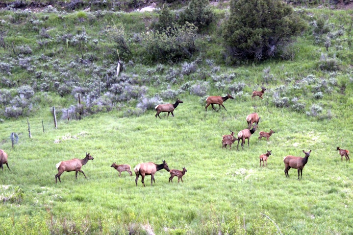 Elk