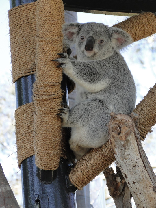 koala