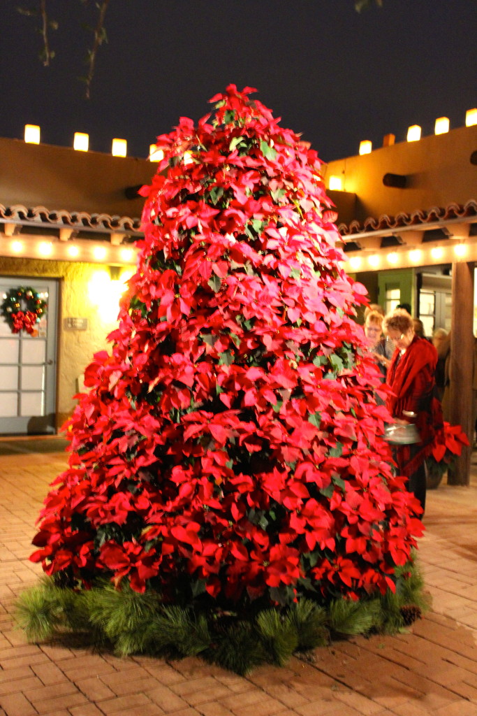 poinsettia tree