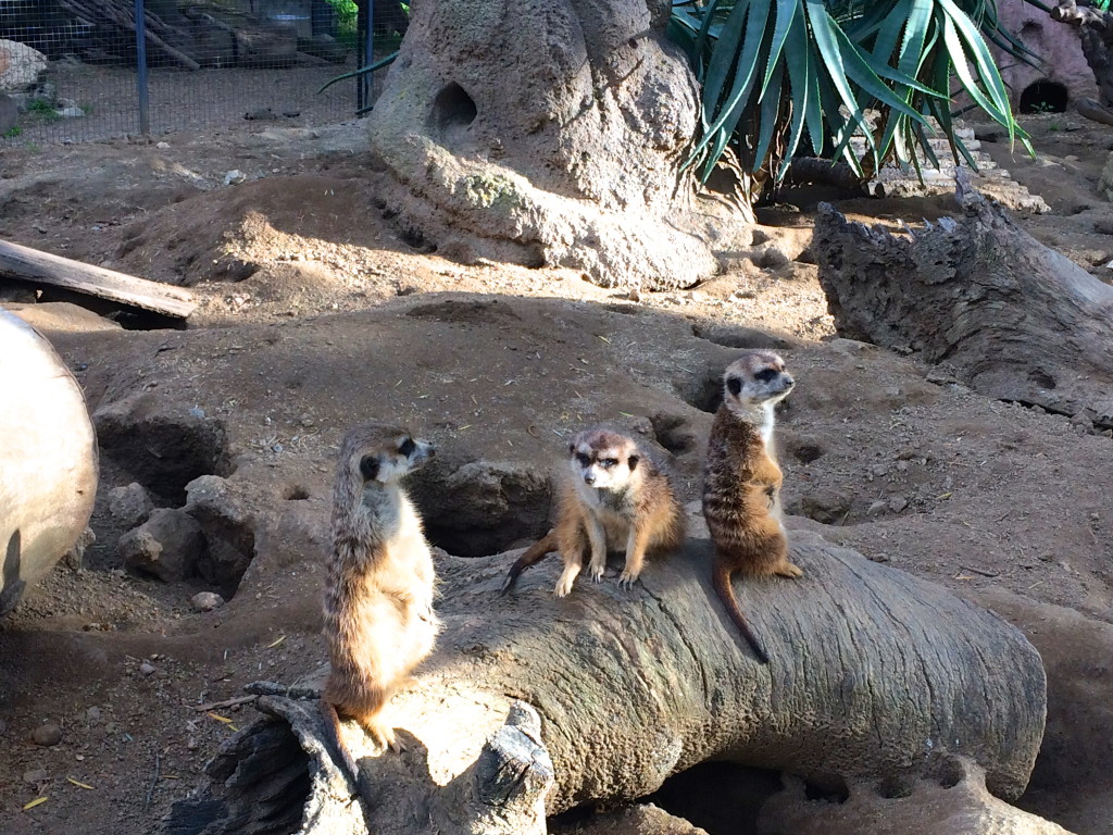 san diego zoo safari park