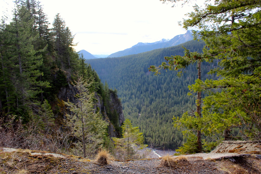 mt rainier view