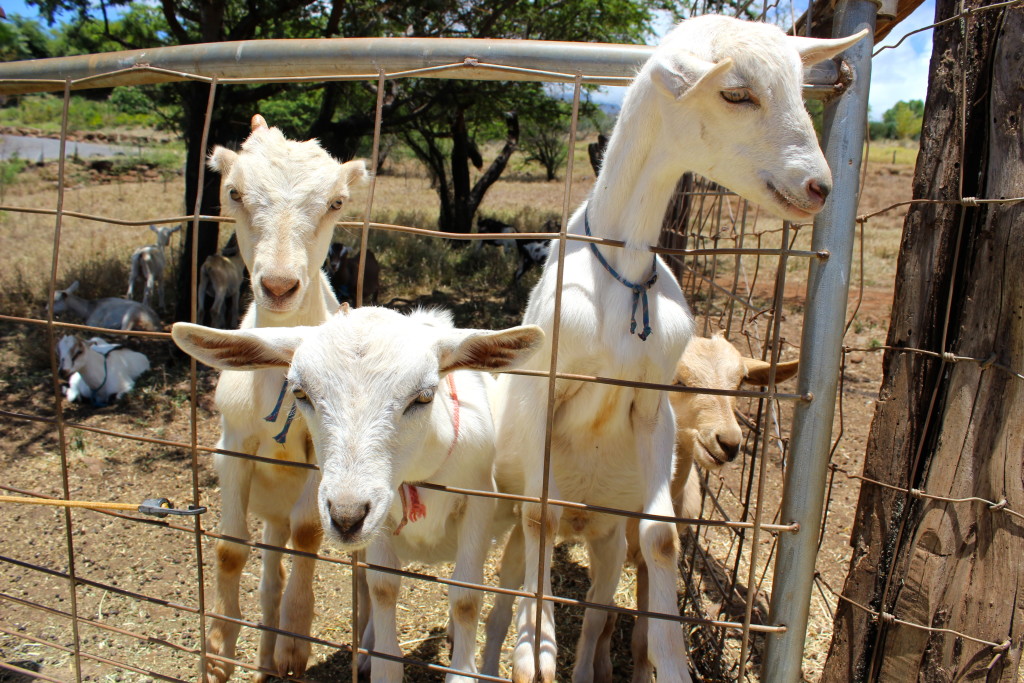 baby goats