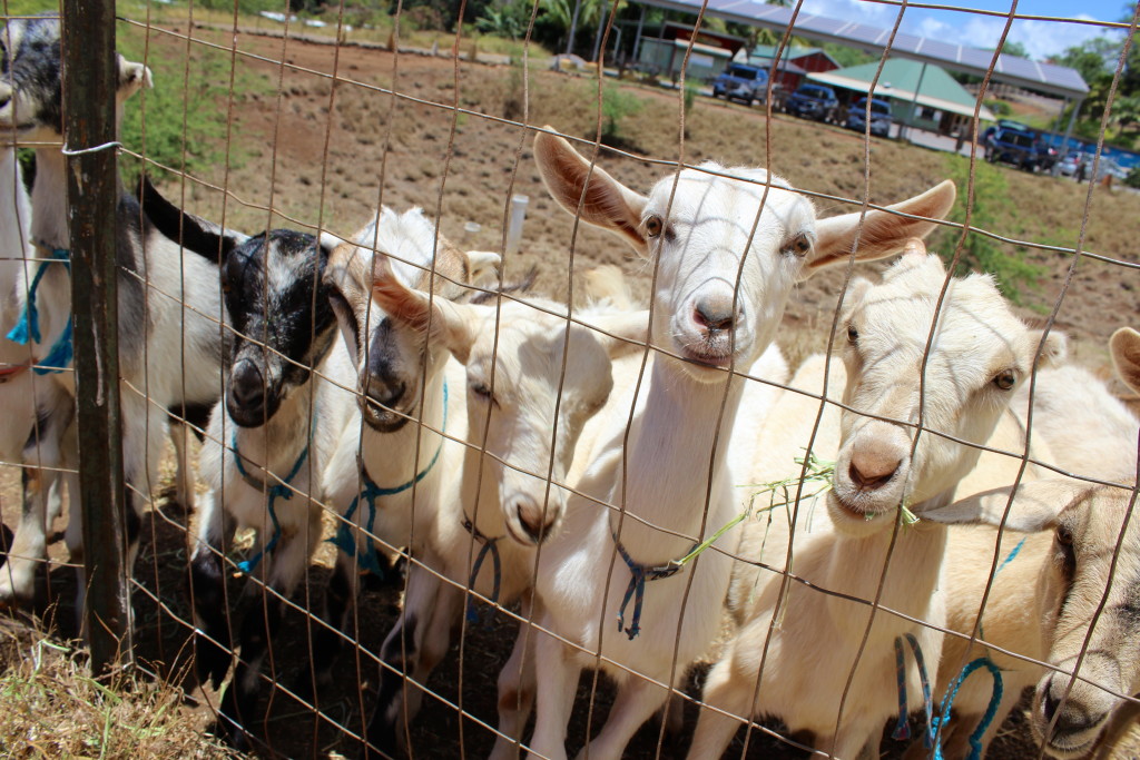 hawaiian goats