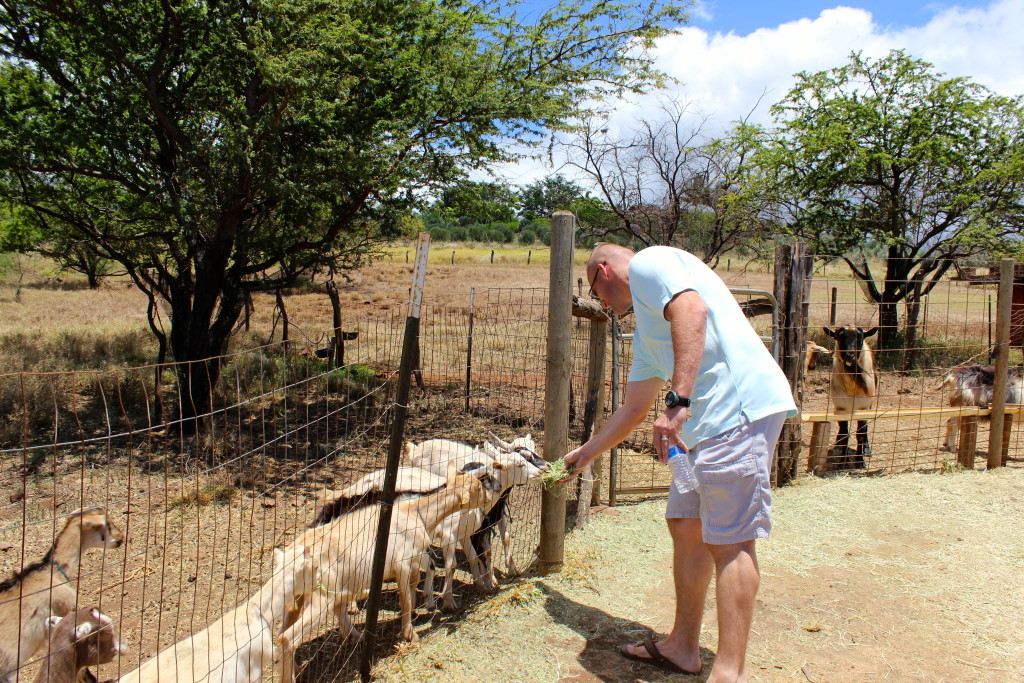 feeding goats