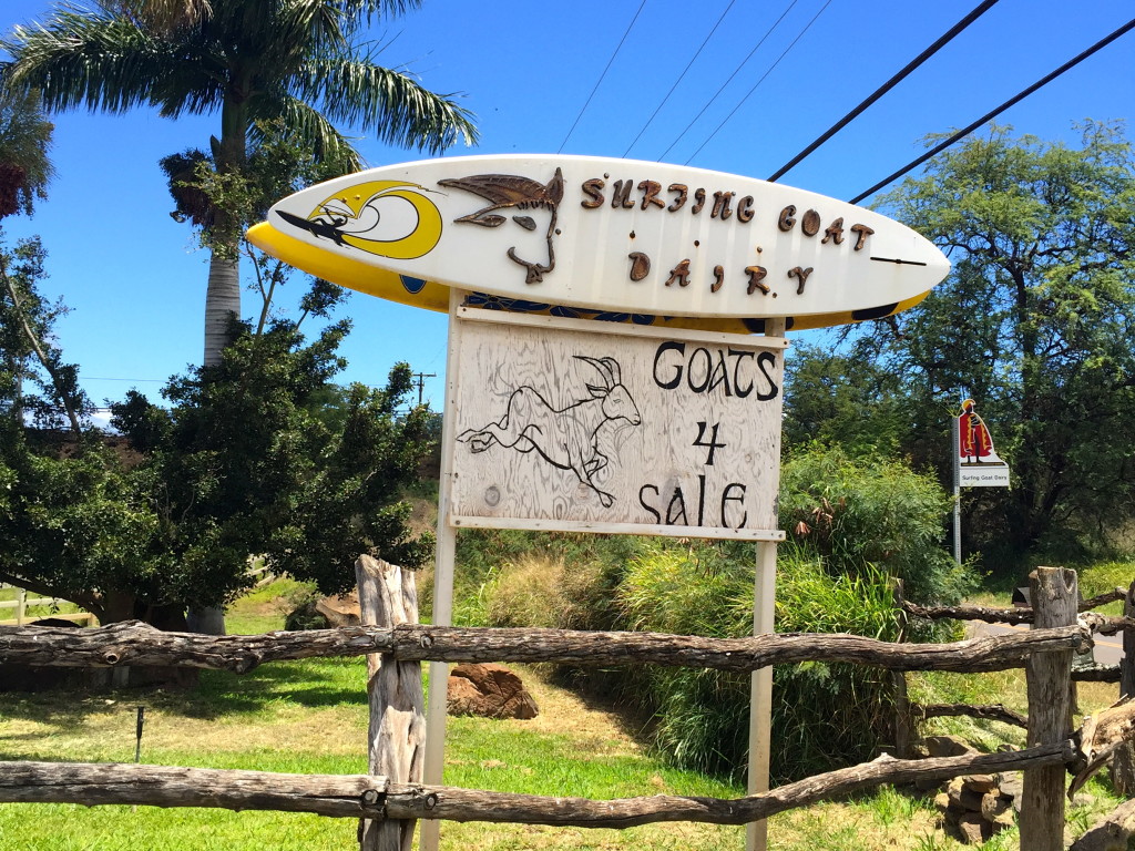 surfing goat dairy