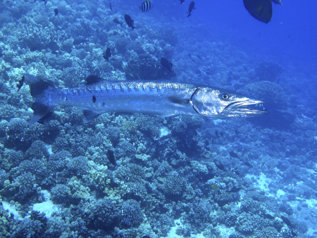 barracuda