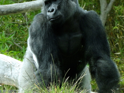 gorilla at the San Diego Zoo