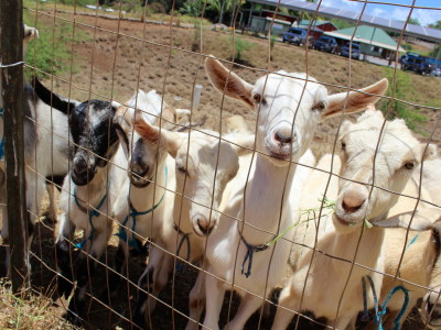 hawaiian goats