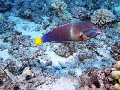 molokini dive