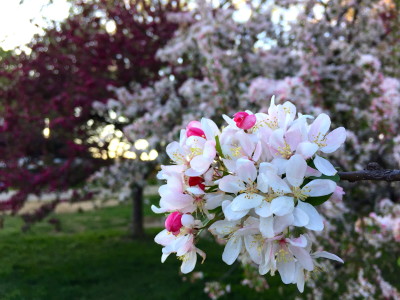 cherry blossom closeup