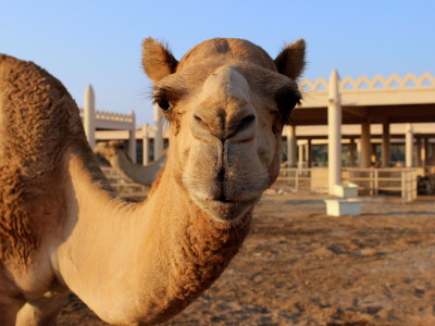 camel closeup